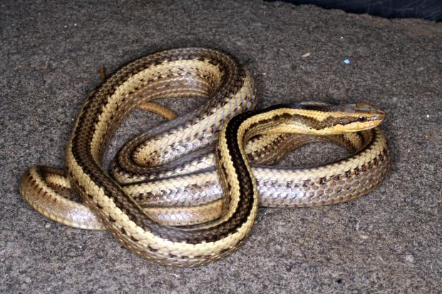 Snake named after Bob Thomas