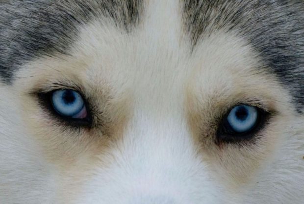 Siberian Husky