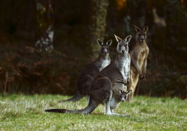 Kangaroos can learn to communicate with humans, researchers say