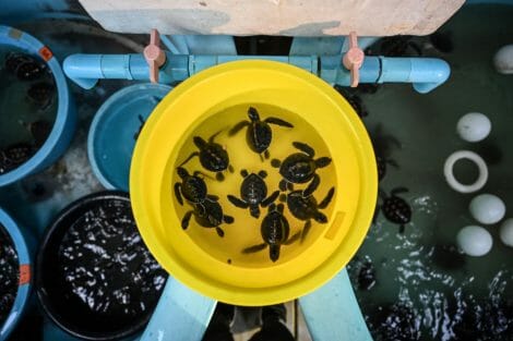 Sea turtles return to Thailand's shores during pandemic