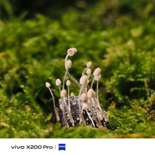 vivo